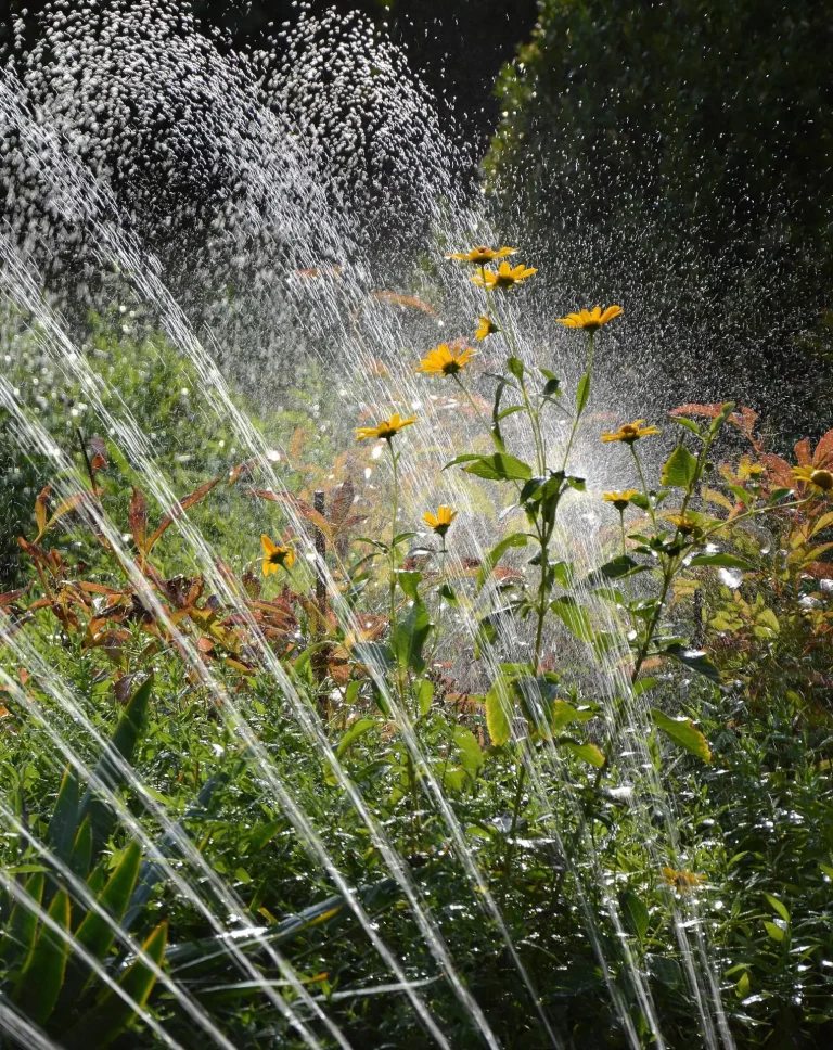 arrosage saint tropez